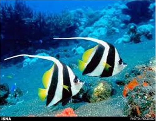دیوار شیشه ای